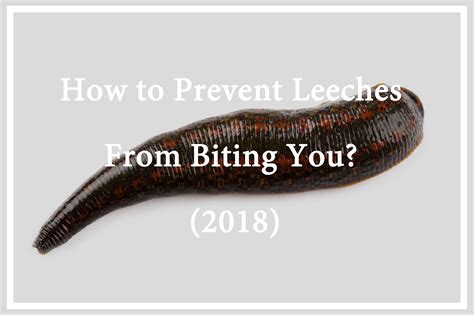From Bloodsuckers to Lifesavers: The Evolution of Medical Leeches